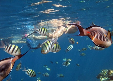 Tour Immersione Sharm El Naga Bay 